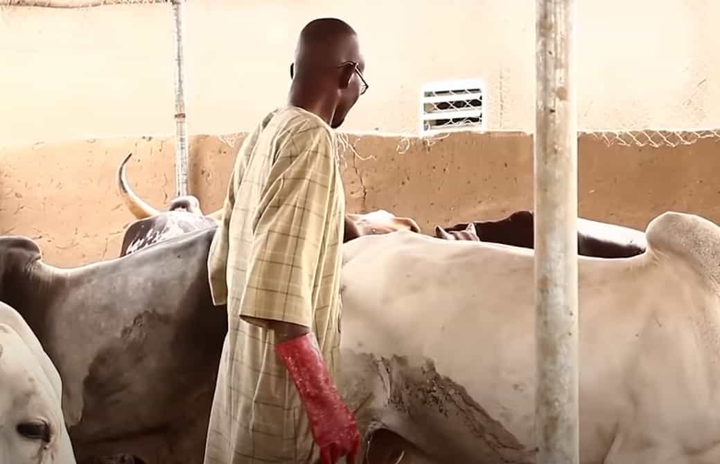 Comment ce Burkinabé a réussi dans l’élevage avec un simple prêt étudiant ?